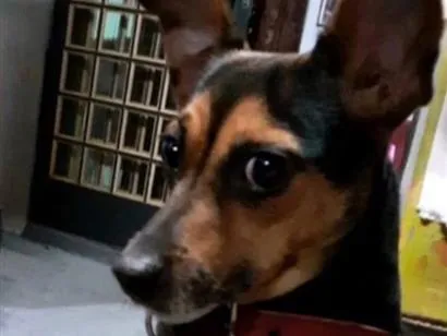 Cachorro raça Pinscher idade 6 ou mais anos nome Pretinha 