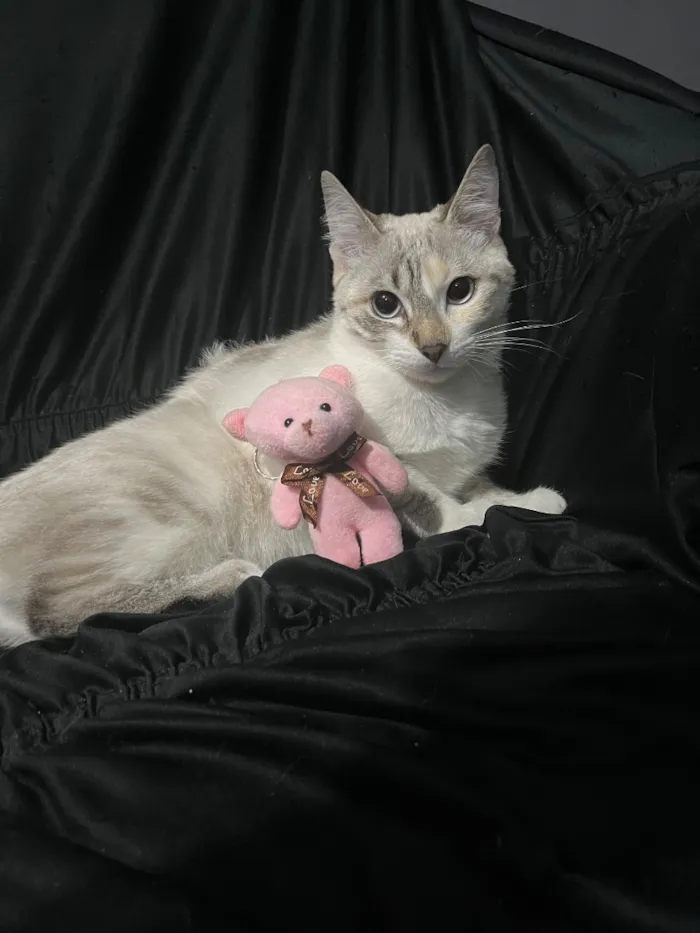 Gato raça SRD-ViraLata idade 2 a 6 meses nome Amélia