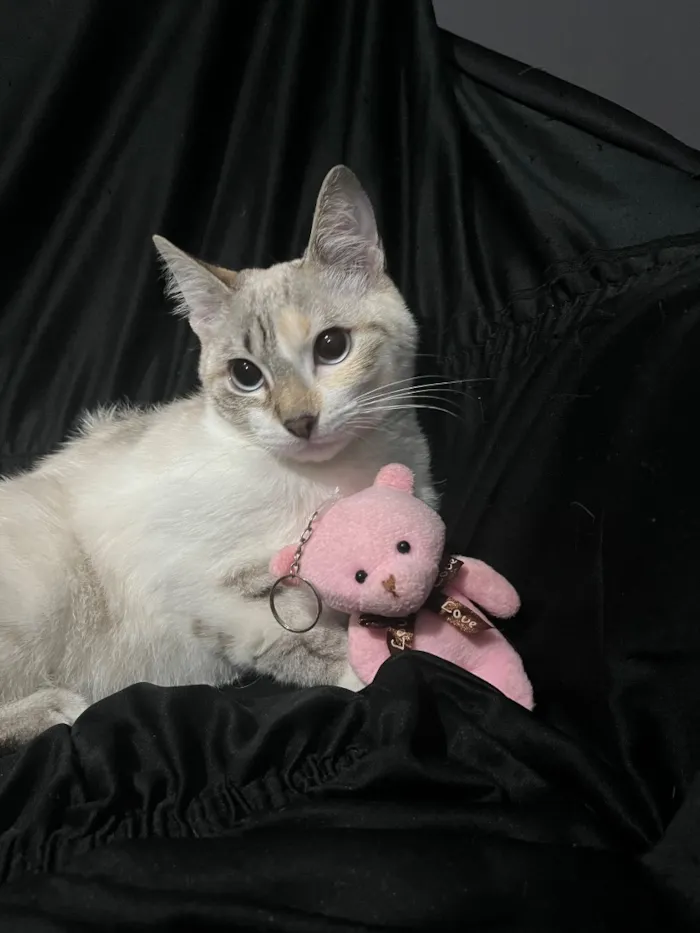 Gato raça SRD-ViraLata idade 2 a 6 meses nome Amélia