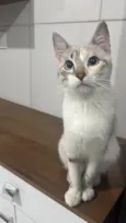 Amélia