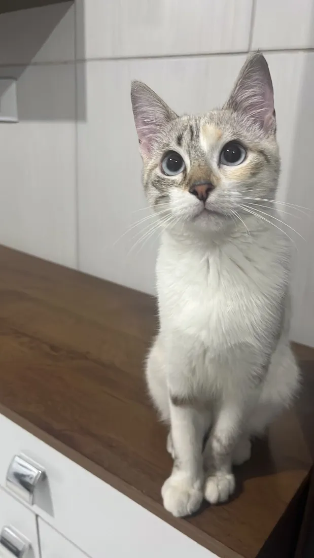 Gato raça SRD-ViraLata idade 2 a 6 meses nome Amélia