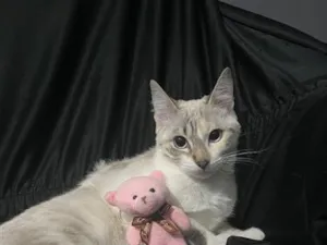 Gato raça SRD-ViraLata idade 2 a 6 meses nome Amélia