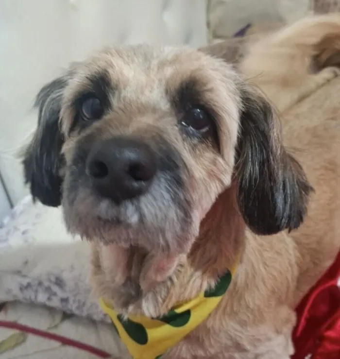 Cachorro raça Shitzu idade 1 ano nome Duque 