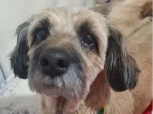Cachorro raça Shitzu idade 1 ano nome Duque 