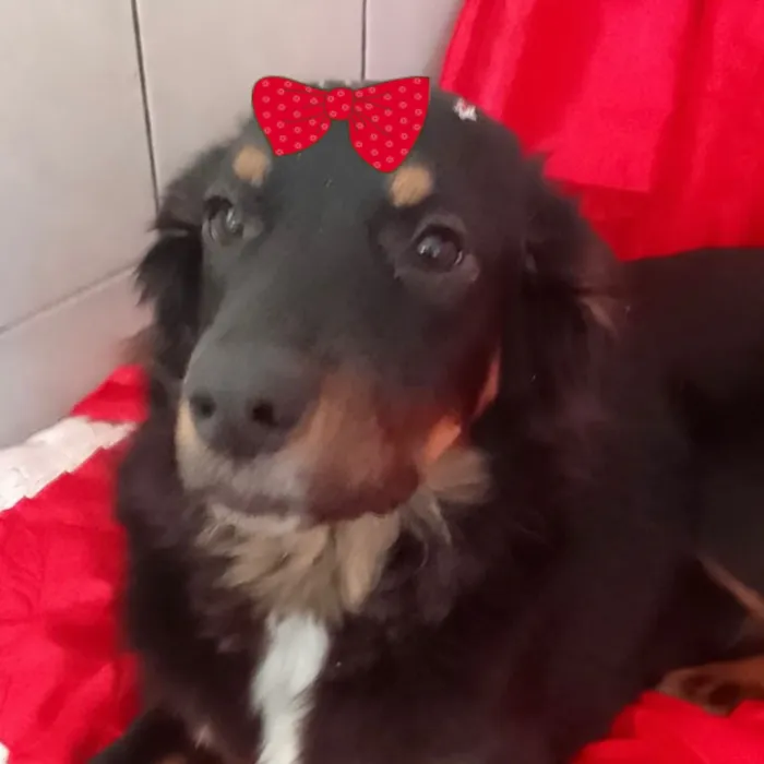 Cachorro raça SRD-ViraLata idade 1 ano nome Cacau 