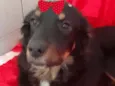 Cacau 