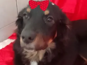 Cachorro raça SRD-ViraLata idade 1 ano nome Cacau 