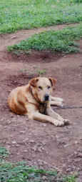 trovão 