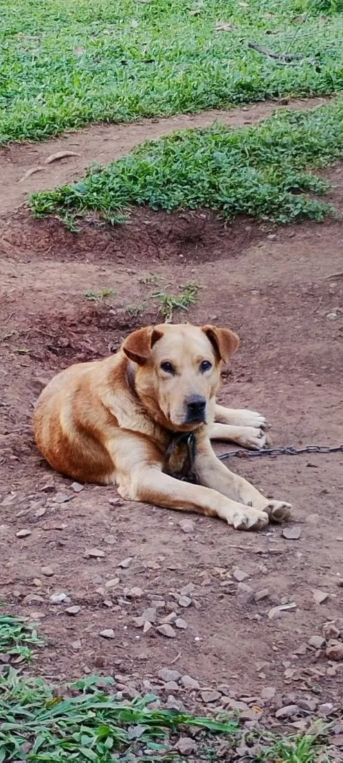 Cachorro raça SRD-ViraLata idade 6 ou mais anos nome trovão 