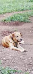 trovão 