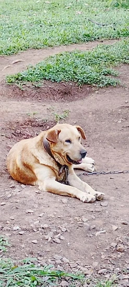 Cachorro raça SRD-ViraLata idade 6 ou mais anos nome trovão 