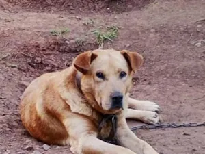 Cachorro raça SRD-ViraLata idade 6 ou mais anos nome trovão 