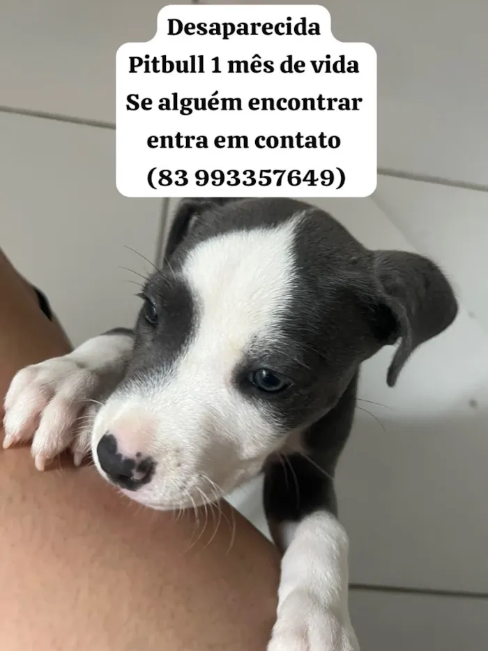 Cachorro raça Pit-Bull idade Abaixo de 2 meses nome Lessi 