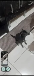 estrela 