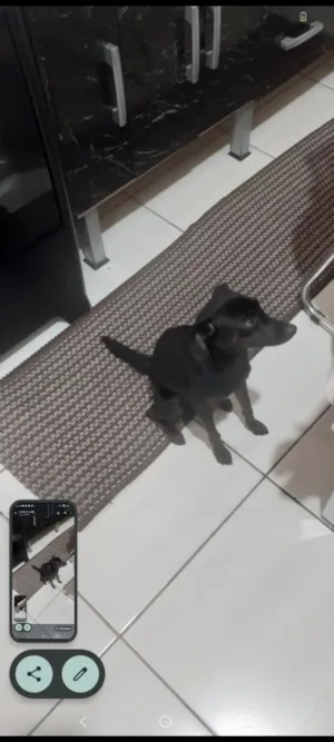Cachorro raça SRD-ViraLata idade 1 ano nome estrela 
