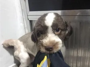 Cachorro raça Poodle idade 3 anos nome bruce