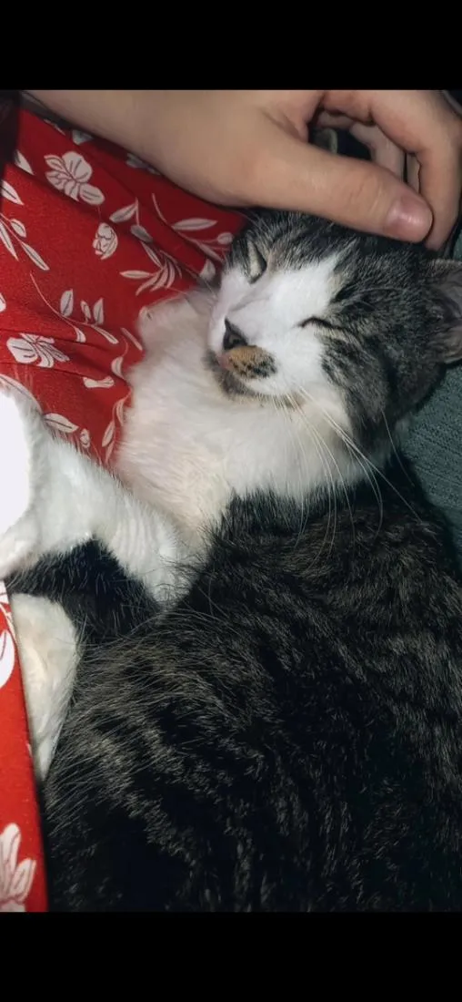 Gato raça SRD-ViraLata idade 2 anos nome frajola