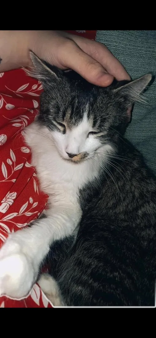 Gato raça SRD-ViraLata idade 2 anos nome frajola
