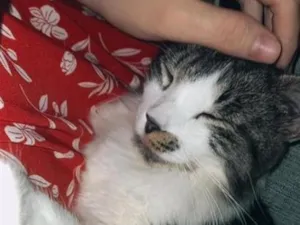 Gato raça SRD-ViraLata idade 2 anos nome frajola