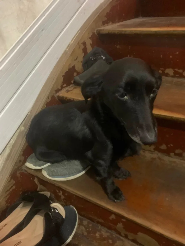 Cachorro raça SRD-ViraLata idade 6 ou mais anos nome Tito