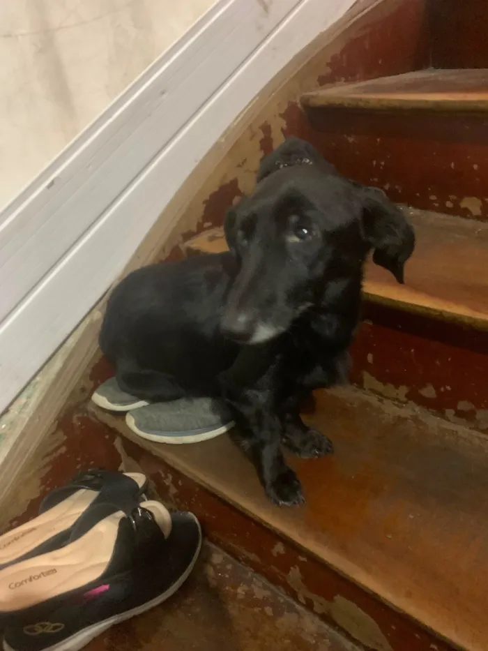 Cachorro raça SRD-ViraLata idade 6 ou mais anos nome Tito
