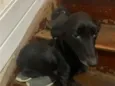 Tito