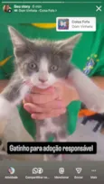 Bibi