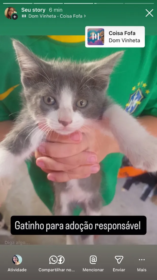 Gato raça Siamês idade 2 a 6 meses nome Bibi