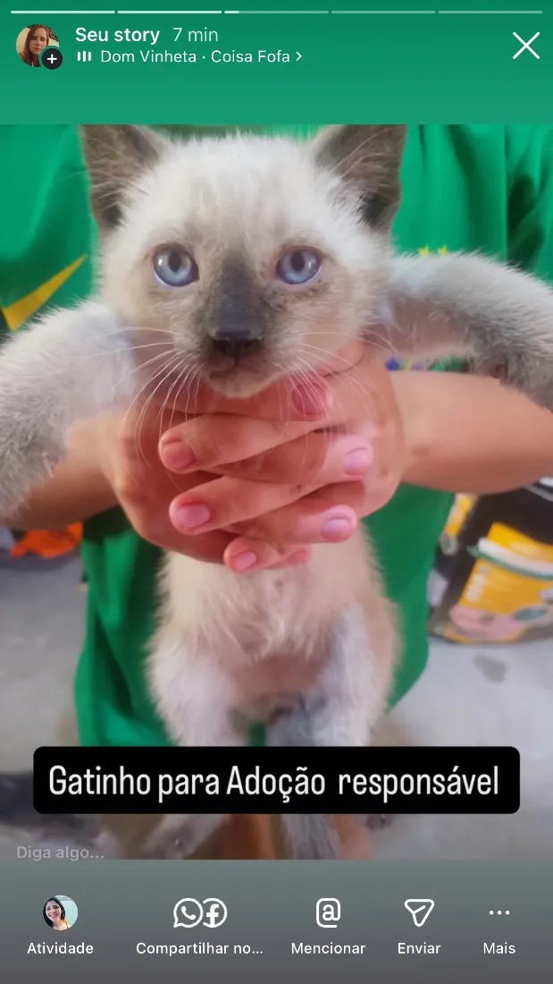 Gato raça Siamês idade 2 a 6 meses nome Bibi