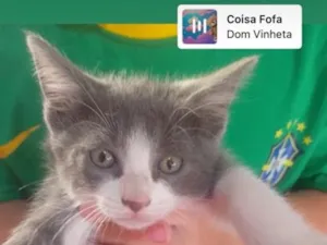 Gato raça Siamês idade 2 a 6 meses nome Bibi
