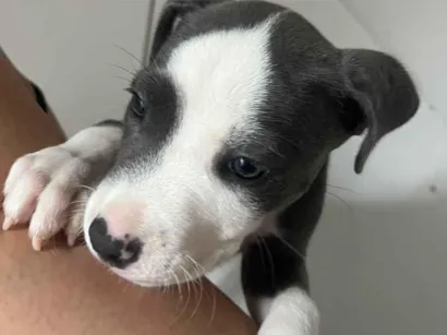 Cachorro raça Pit-Bull idade Abaixo de 2 meses nome Lessi 