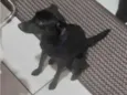 estrela 