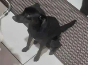 Cachorro raça SRD-ViraLata idade 1 ano nome estrela 