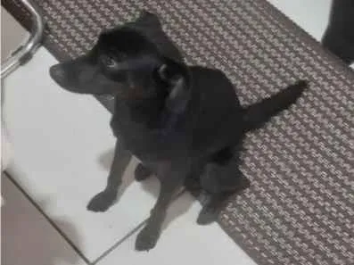 Cachorro raça SRD-ViraLata idade 1 ano nome estrela 