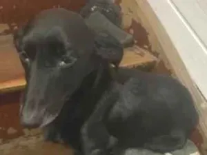 Cachorro raça SRD-ViraLata idade 6 ou mais anos nome Tito