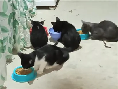 Gato raça SRD-ViraLata idade 2 a 6 meses nome Filhotes 
