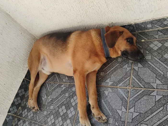 Cachorro raça SRD-ViraLata idade 5 anos nome Sem nome (atende por Leo)