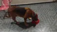 Sem nome (atende por Leo)