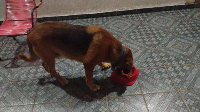 Cachorro raça SRD-ViraLata idade 5 anos nome Sem nome (atende por Leo)