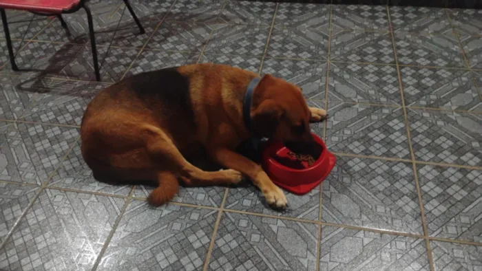 Cachorro raça SRD-ViraLata idade 5 anos nome Sem nome (atende por Leo)