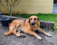 Sem nome (atende por Leo)