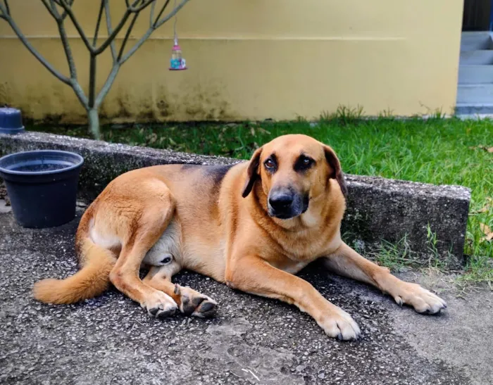 Cachorro raça SRD-ViraLata idade 5 anos nome Sem nome (atende por Leo)