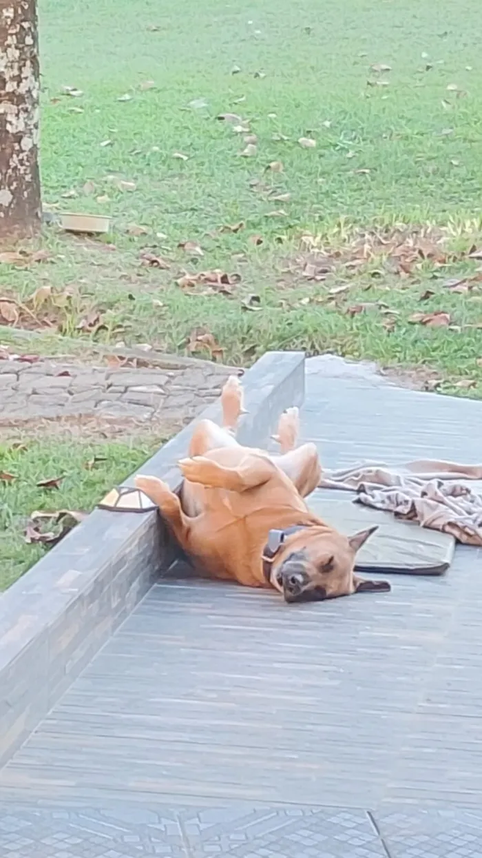 Cachorro raça SRD-ViraLata idade 5 anos nome Sem nome (atende por Leo)