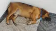 Sem nome (atende por Leo)