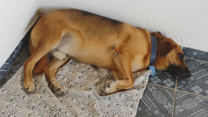 Cachorro raça SRD-ViraLata idade 5 anos nome Sem nome (atende por Leo)