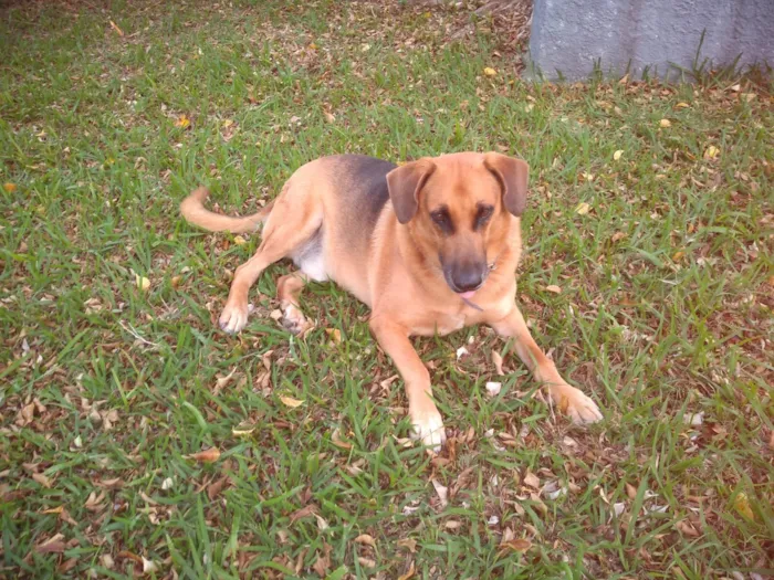 Cachorro raça SRD-ViraLata idade 5 anos nome Sem nome (atende por Leo)