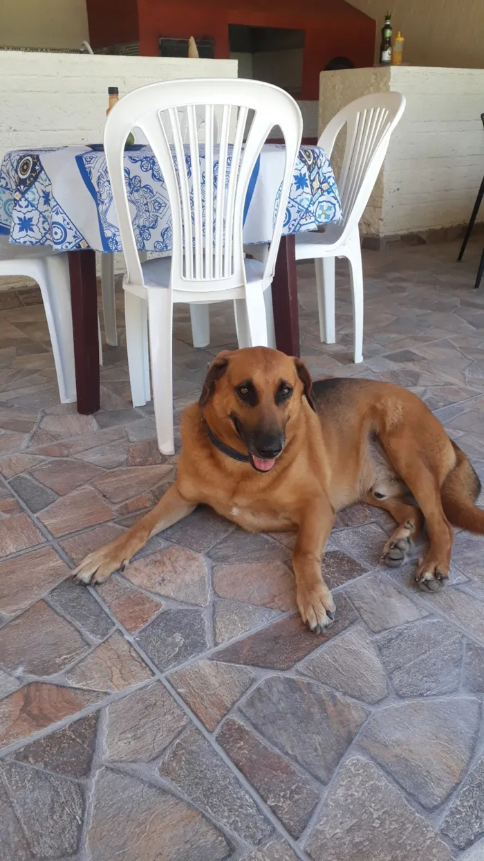 Cachorro raça SRD-ViraLata idade 5 anos nome Sem nome (atende por Leo)