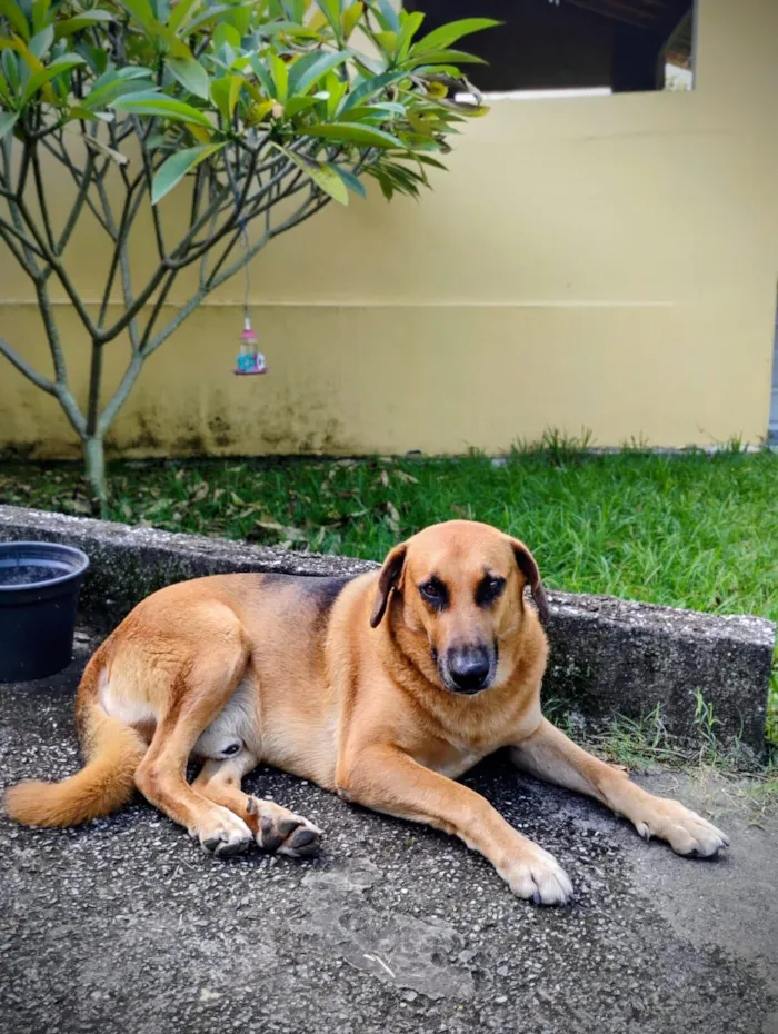 Cachorro raça SRD-ViraLata idade 5 anos nome Sem nome (atende por Leo)
