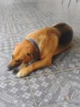 Sem nome (atende por Leo)