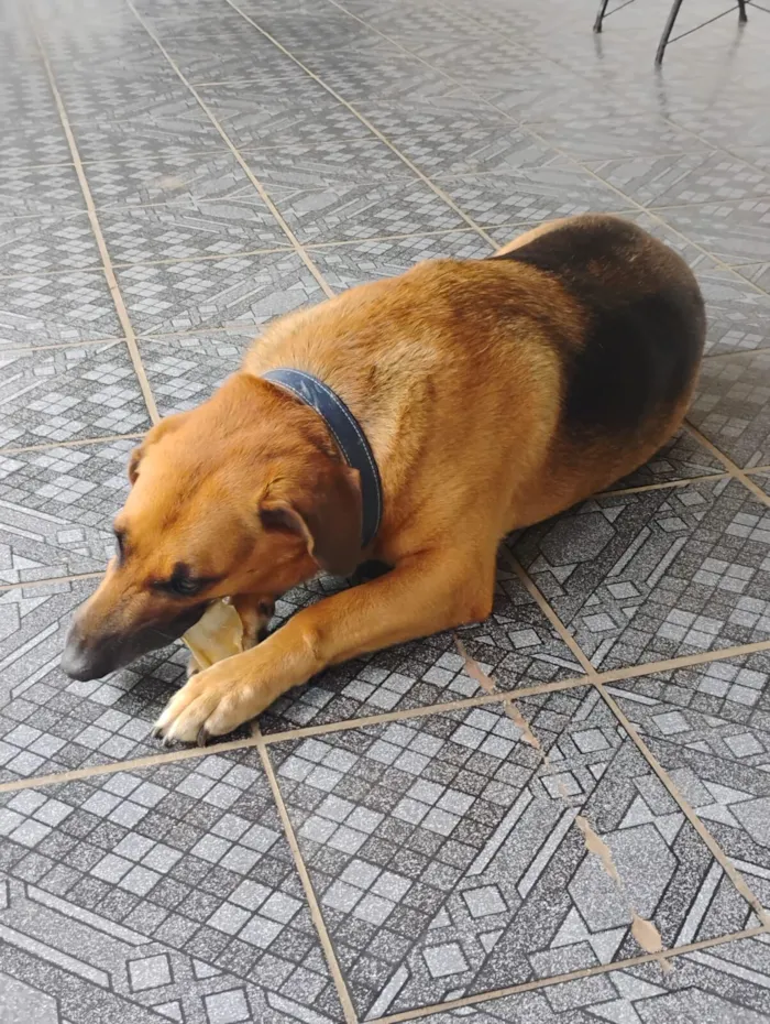 Cachorro raça SRD-ViraLata idade 5 anos nome Sem nome (atende por Leo)